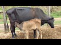 Tirando Leite Das Vacas No Curral Pela Manhã