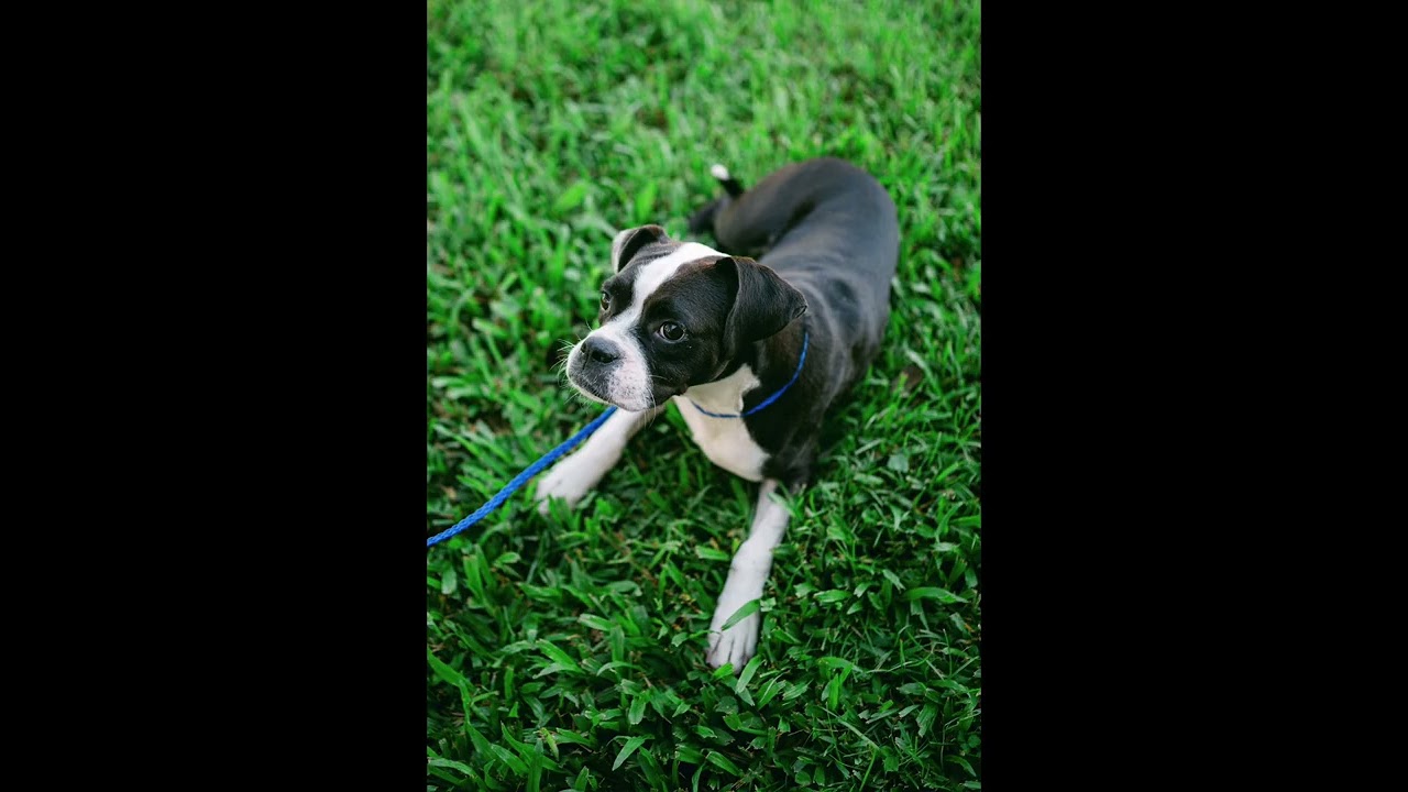 Enlarge Bug / boston terrier mix, a Adoptable mixed breed in Metairie, LA video 2/6