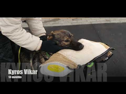 Kyros Vikar 13 months new