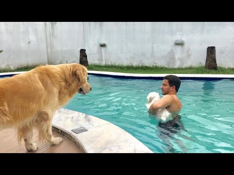 BOTEI MEU CACHORRO NA PISCINA PELA PRIMEIRA VEZ