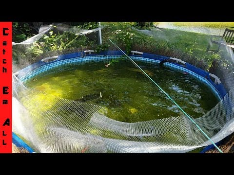 HOME POOL POND How to Build and GROW GIANT FISH: Tutorial and Feeding!