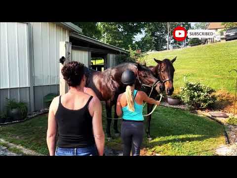 How Stallions Breed First Time at Horse Stable Educational Video
