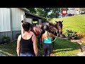 How Stallions Breed First Time At Horse Stable Educational Video