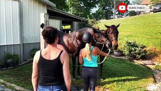 Download lagu How Stallions Breed First Time at Horse Stable Educational Video mp3