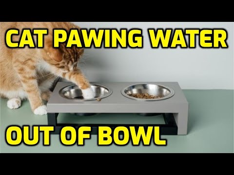 YouTube video about: Why does my cat meow at water bowl?