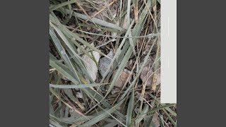 The Joy of D.H Lawrence