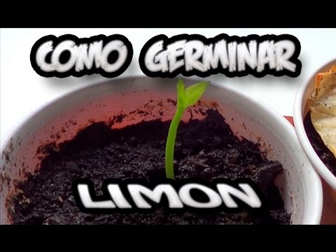 Risposte su eliminazione laser di posti di pigmentary Lentiggini scure sotto occhi
