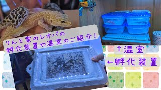 りんと家のレオパの孵化装置や温室のご紹介！【りんと日記】