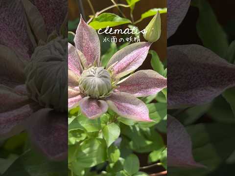 園芸 白蔓クレマチス、ヘッジクレマチス、ベガーハーブ