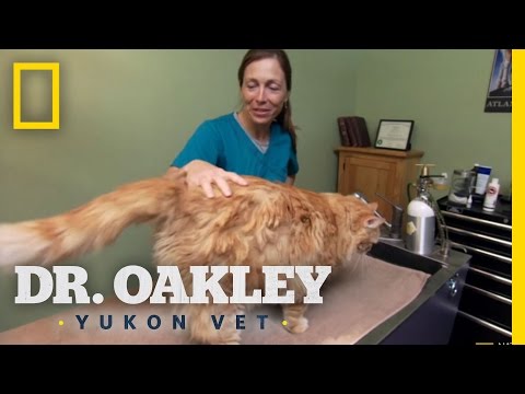 Morris’ Bushy Bum | Dr. Oakley, Yukon Vet