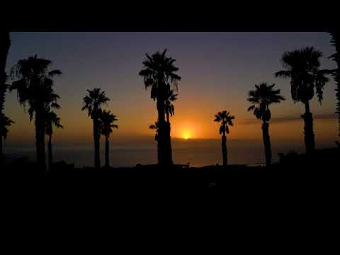 Free 4K Miami Sunset nature Palm trees loop -  Stock Video background
