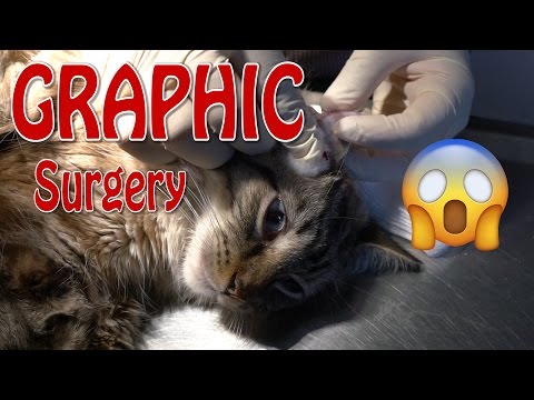 Cat Surgery - Graphic | Aural Hematoma