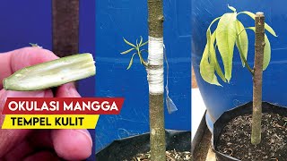 Download lagu Easy Way To Graft a Mango Tree With One Bud mp3 Download lagu Easy Way To Graft a Mango Tree With One Bud mp3