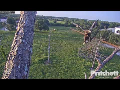 E16 Returns to the Nest! (SWFL Eagle Cam, 7/2/20).