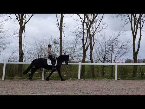 Stal Okkema's Douwe - Eise x Nanno - gelding - 2017