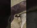 Breading Season Donkey Sex Youtube Youtubeshorts Breading