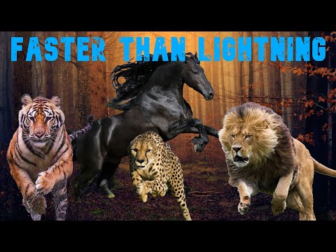 Fastest Animal Montage || Faster than Lightning - Usain Bolt & DJ Steve Porter || Fastest Animals ||