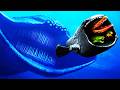 EL GRAN MAJA Vs EVERY FISH