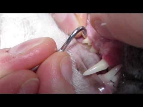 Cat Teeth Cleaning