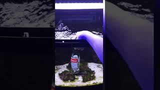 Mantis Shrimp Punching Glass! 🤯