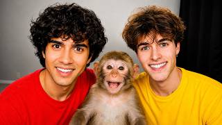 Meet Our New Monkey!