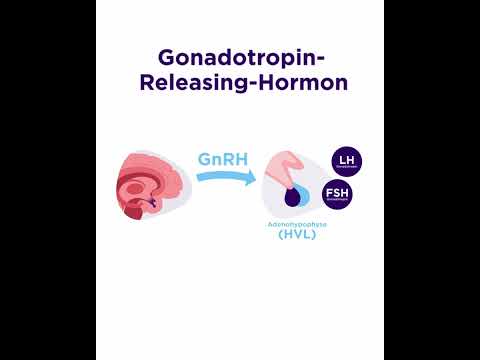 Hypothalamus - Hypophysen - Gonaden - Achse
