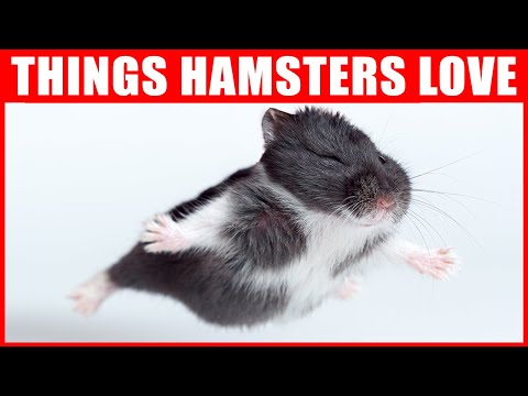 14 Things Hamsters Love the Most