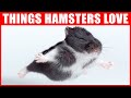 14 Things Hamsters Love The Most
