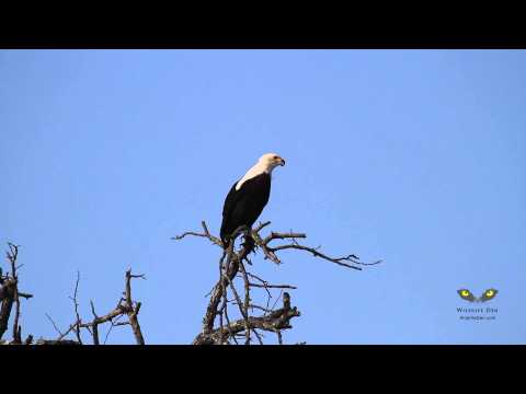 A fish eagle calling at Lake Panic near Skukuza in Kruger National Park