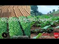 බටු වගාව හරියට කරන්නේ මෙහෙමයි This Is How To Prope
