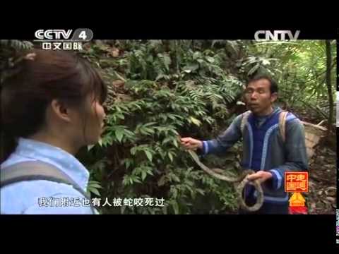 20140403 走遍中国 深藏峡谷的灵丹妙药