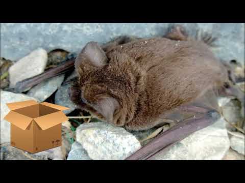 Se aparecer um morcego na minha casa, o que devo fazer?