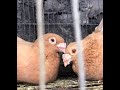 HOMER PIGEONS OFF COLOR UPDATE YOUNG BIRD & BREEDING