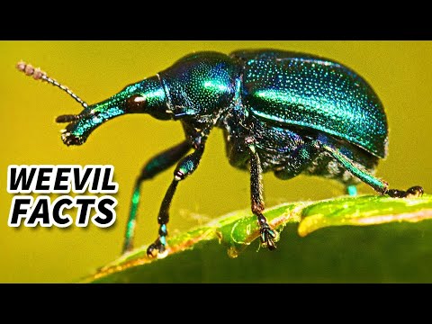 Weevil Facts: All About these BEETLES | Animal Fact Files
