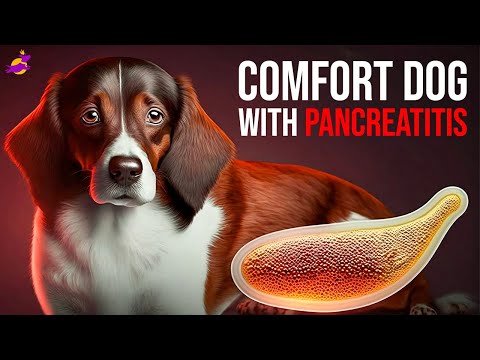 How to comfort a dog with pancreatitis