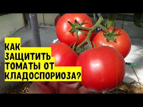 , title : 'Как защитить помидоры от кладоспориоза? Есть ли устойчивые сорта к этому коварному заболеванию?'