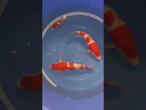 Kohaku 2 (momotaro)& 1 torazo Sold