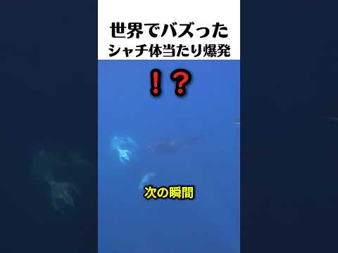 シャチの体当たりで爆散