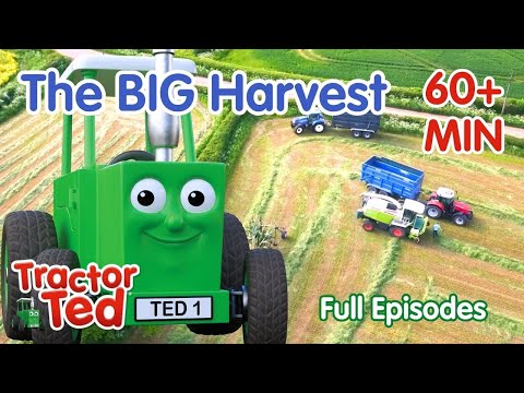 The BIG Harvest Compilation | Tractor Ted Full Episodes