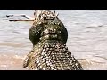 Crocodiles Eats Gazelle