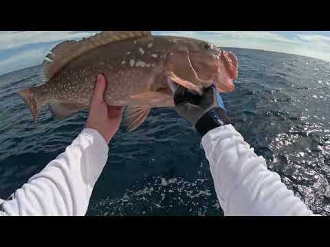 Dropped a GoPro Over an Old Shipwreck and Saw Giants!! **Caught One**