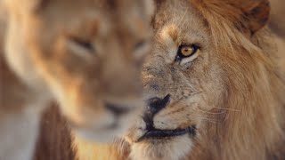 Will Young | What The World Needs Now Is Love (WWF) (Alternative Music Video)