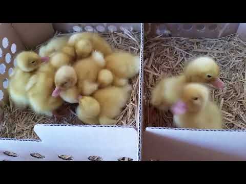 Boboci de rata de o zi.