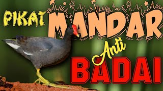 Download lagu SUARA BURUNG MANDAR, PELAN, SUDAH DI BUKTIKAN DAN SANGAT AMPUH UNTUK PIKAT. DIJAMIN 100% PANEN RAYA mp3