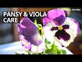 Pansy And Viola Care Complete Guide | Balcony Gardening | Balconia Garden