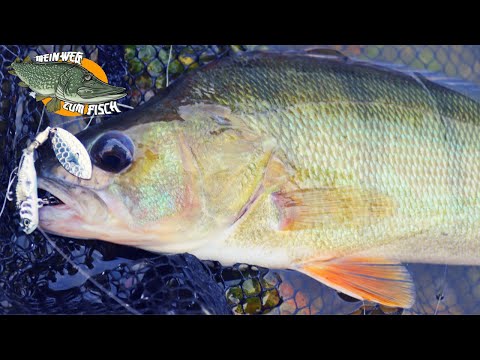 Barschangeln im See vom Ufer - SO findest du die Barsche! Teil 1