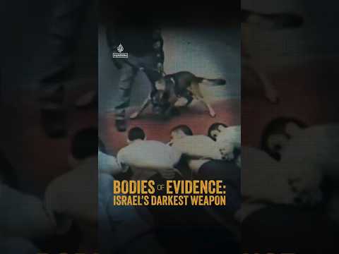 Bodies of Evidence: Attack dogs and ‘unthinkable’ abuse in Israeli prisons