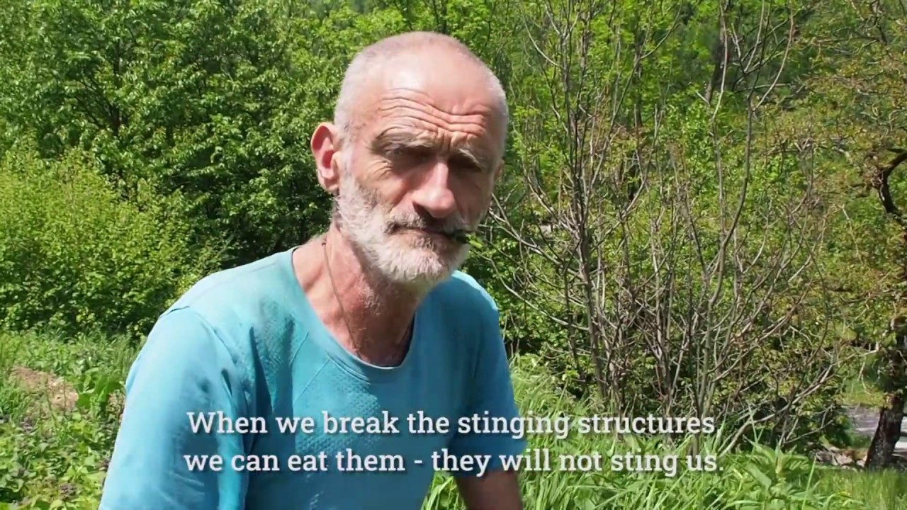 Dario Cortese - užitne divje rastline // Wild Edible Plants of Bohinj (with ENG captions)