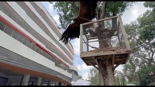 Name Our Newest Eagle!