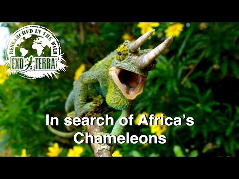 African Chameleons Trailer